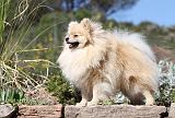SPITZ ALLEMAND 246